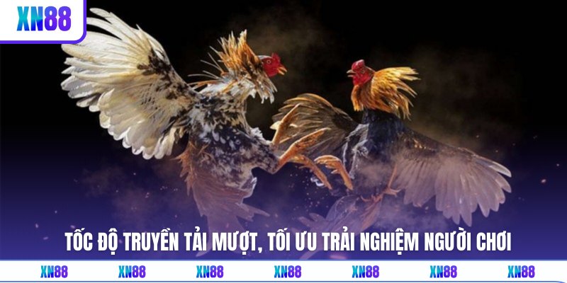 Theo dõi chiến kê thi đấu bằng hình ảnh livestream sắc nét